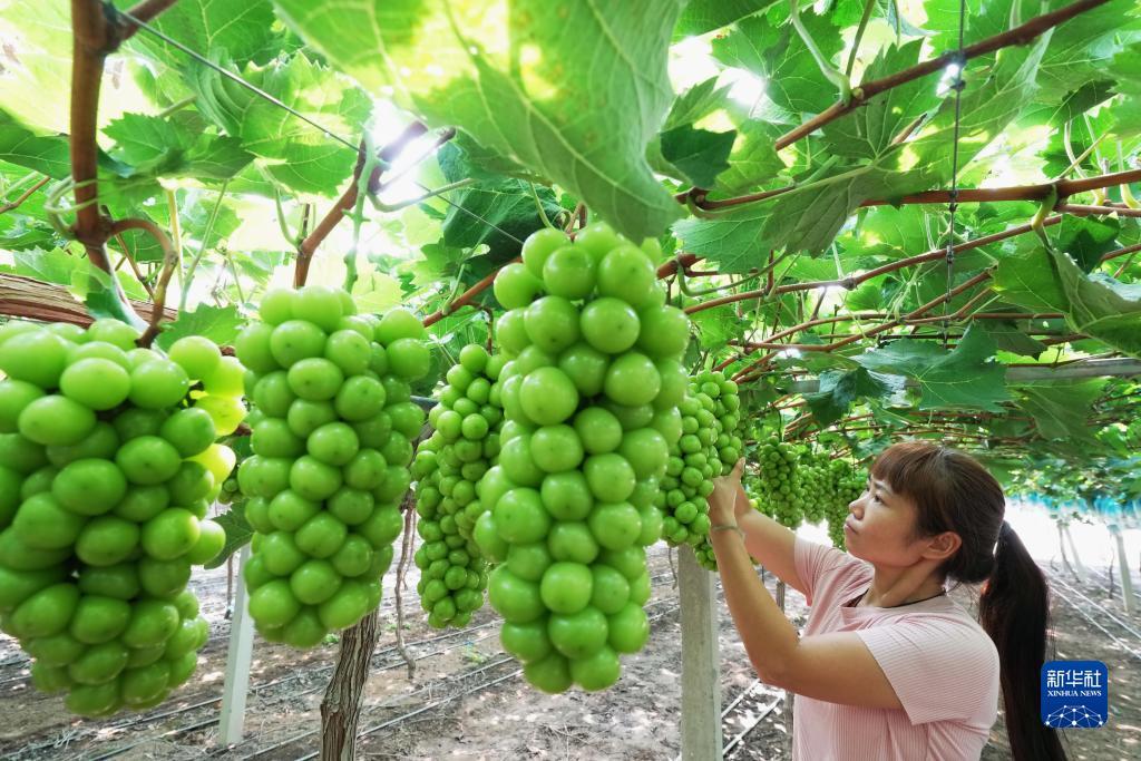 白菜qq免费赞